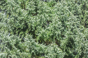 Blue spruce tree branches.