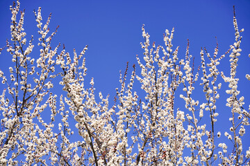 Frame of branches of blossoming cherry against background of blue sky in spring on nature outdoors. Pink sakura flowers