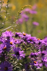 flowers in the garden
