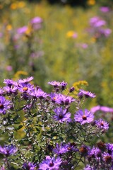 flowers in the garden
