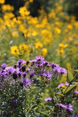 Obraz premium flowers in the field