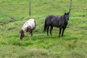 Many beautiful horses in a field