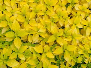 coleus leaves yellow color close up, top view