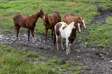 Obraz premium Many beautiful horses in a field