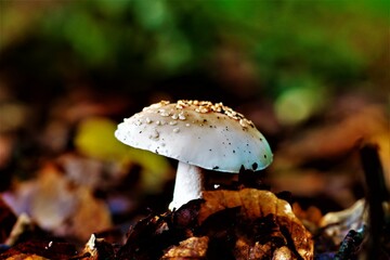 Couleur D'Automne, Les champignons 