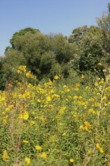 flowers in the forest