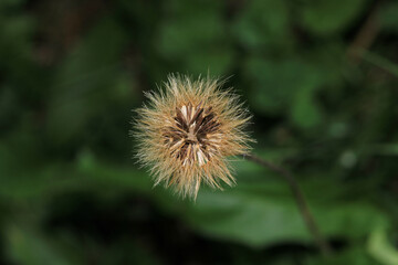dandelion seeds are thrown in the wind