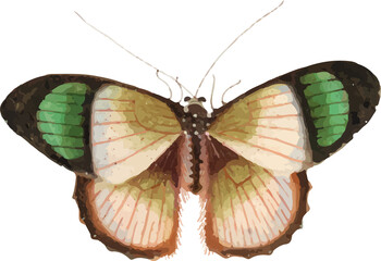 watercolor butterfly