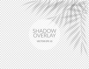 Realistic shadow. Vector with shadow overlays on a transparent background. Tropical transparent shadows mockup