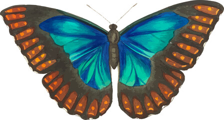 watercolor butterfly