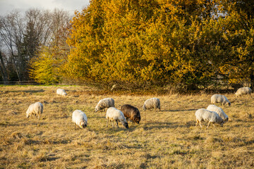 Fototapeta premium Flock of Landes sheep on the yellow grass of a meadow on an Autumn day in France