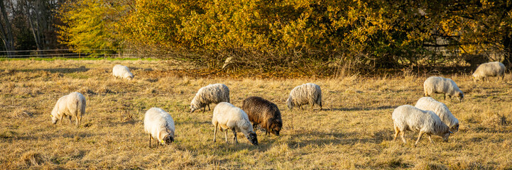 Naklejka na ściany i meble Flock of black and white Landes sheep grazing yellow grass on an Autumn day in France