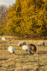 Fototapeta premium Flock of Landes sheep eating grass on an Autumn day in France at sunset