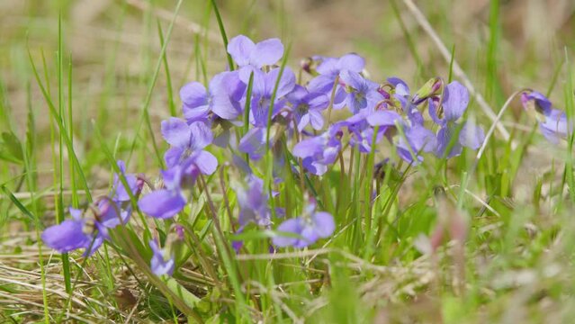Spring violet flower buds garden also known as european viola odorata.