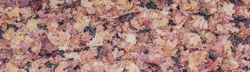 Red and orange autumn leaves background. panoramic background of fallen autumn leaves.