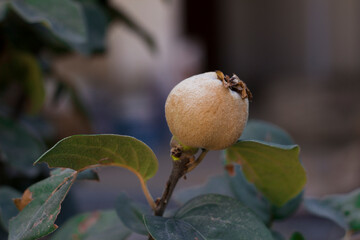 quince fruit on a tree in the garden