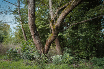 Fototapeta premium A Tree