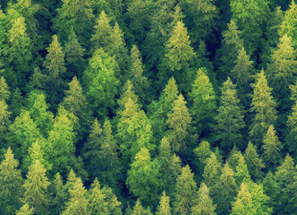 From above green trees background