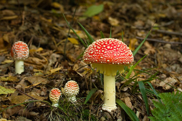 Fly agaric, mushroom. Amanita muscaria or fly agaric red cap. Fly amanita in the undergrowth in the...