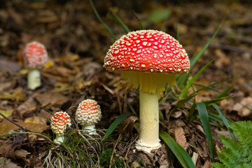 Fly agaric, mushroom. Amanita muscaria or fly agaric red cap. Fly amanita in the undergrowth in the forest autumn time. - obrazy, fototapety, plakaty