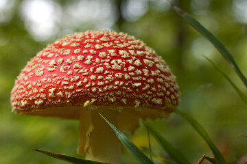 Fly agaric, mushroom. Amanita muscaria or fly agaric red cap. Fly amanita in the undergrowth in the  forest autumn time.