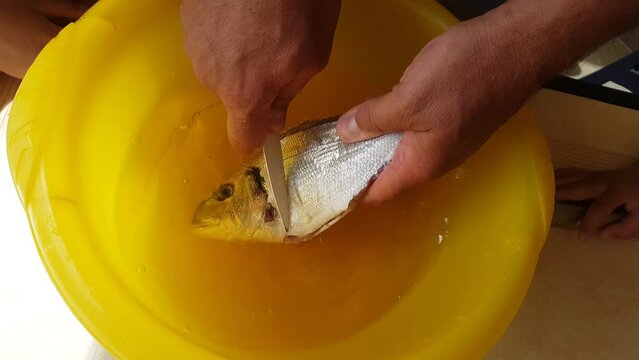 A man uses a knife to descale and clean a freshly caught sea bream (Diplodus sargus) to prepare a delicious dish