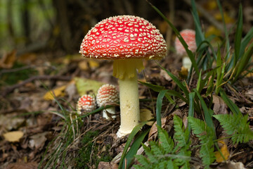 Fly agaric, mushroom. Amanita muscaria or fly agaric red cap. Fly amanita in the undergrowth in the  forest autumn time.
