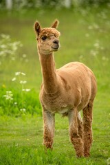 Little alpaca standing in the field of green grass