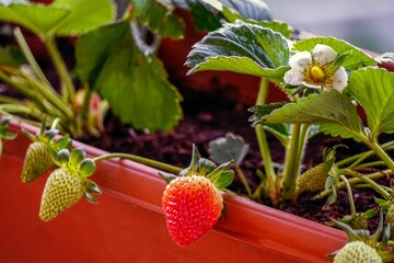 Closeup of fresh strawberries in the pot