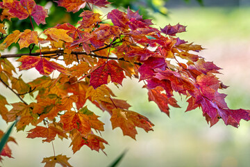 autumn maple leaves. bright leaves of trees in autumn park