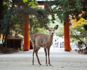 Closeup shot of beautiful deer in Nara Park, Japan