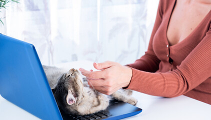 Unrecognizable woman hand stroking the lovely cat's chin on top of the laptop keyboard. Love for pets.  Lady taking care of her pet at the desk playing computer