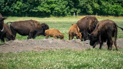 Group of European bisons and cows grazing on a rural green field
