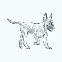 Vintage hand drawn sketch belgian malinois puppy