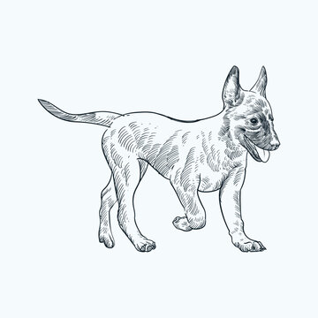 Vintage Hand Drawn Sketch Belgian Malinois Puppy