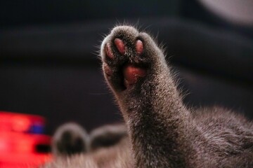 Closeup of a waving cat paw.