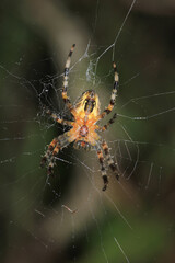 mangora acalypha spider macro photo
