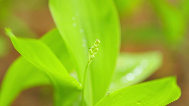 Green grass in spring. Forest spring lilies of the valley with young buds. Nature texture. Close up.