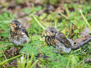 Two fieldfare chicks, Turdus pilaris, have left the nest and are sitting on the spring lawn....