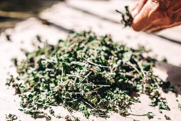 Green tea, seasoning spice or natural homeopathy herbs harvesting. Old human person hands working...