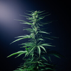 cannabis marijuana weed hemp
