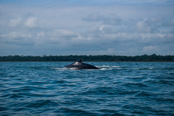 Fototapeta premium Ballena nadando en el mar 
