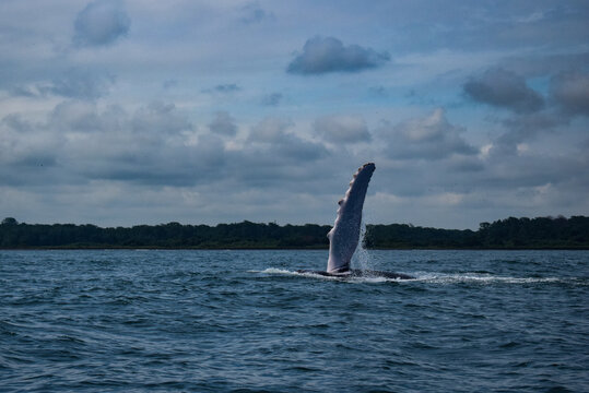 Ballena nadando en el mar 