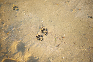 Dog footprints in the sand. Animals on the beach. Copy space for text. Sand backgrounds.
