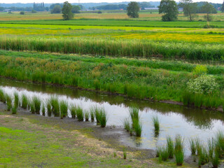 Dutch wild flowers field 