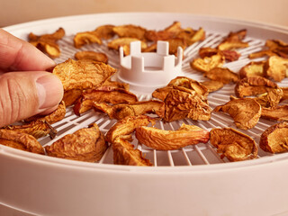 Drying dried fruits in an electric dryer. Dried apples on shelves.