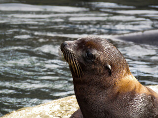 sea lion resting on the rocks
