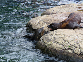 island sea lion interacting mom and soon 