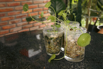 Centella asiatica, commonly known as gotu kola, kodavan, Indian pennywort and asiatic pennywort that is used as alternative herbal medication in ayurveda