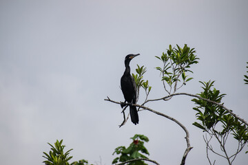 Ave posada en arbol mar caribe - El cormorán grande ​